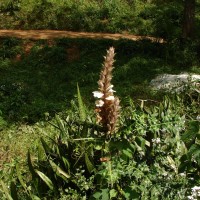 Acanthus montanus (Nees) T.Anderson